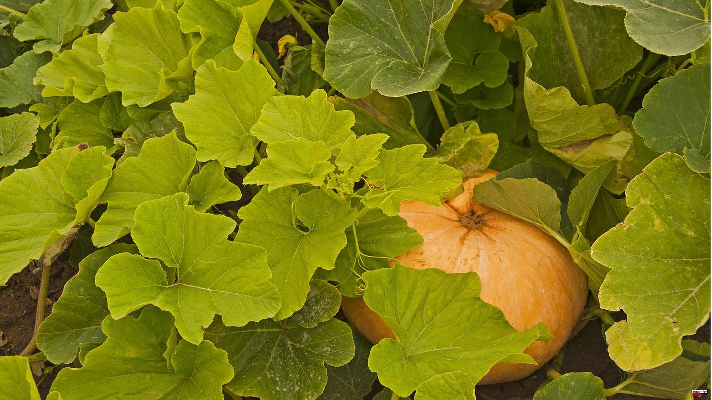 Vegetables in the garden: Planting pumpkins: How to make it big with the popular fruit vegetable
