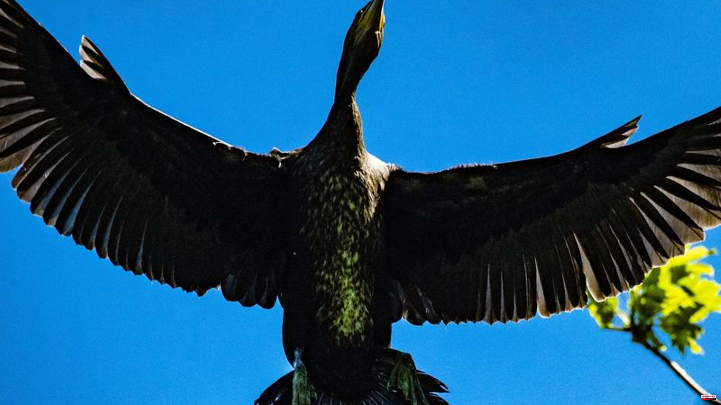 Investigation: Are cormorants to blame for the cod shortage?