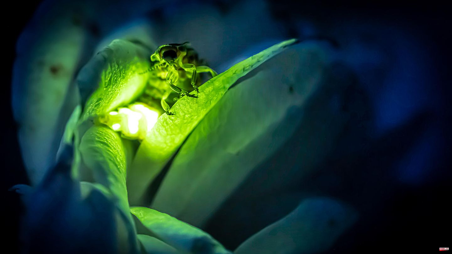 Study: Fireflies vs. Street Lights: Why Light Pollution Threatens Insects