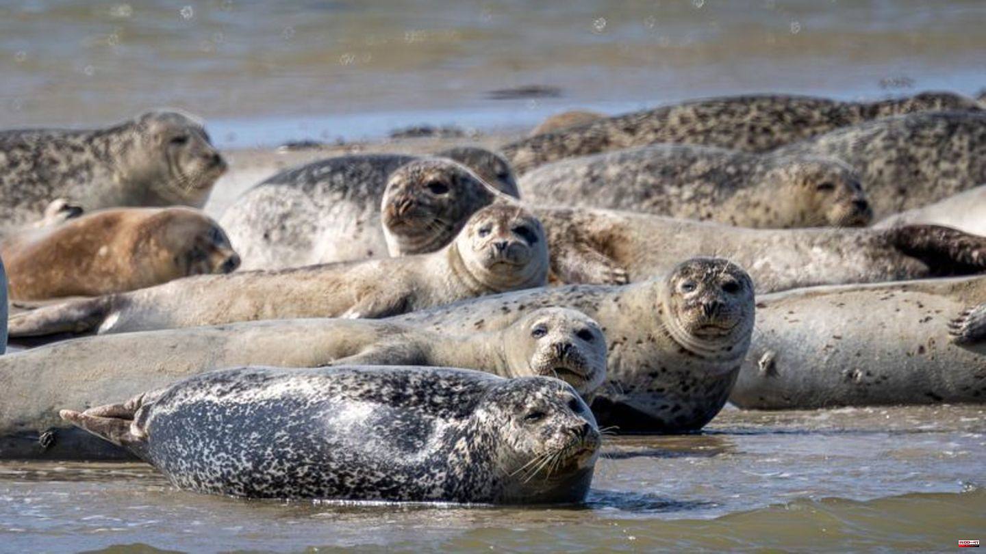 Wadden Sea: every year again: seals are counted from the air