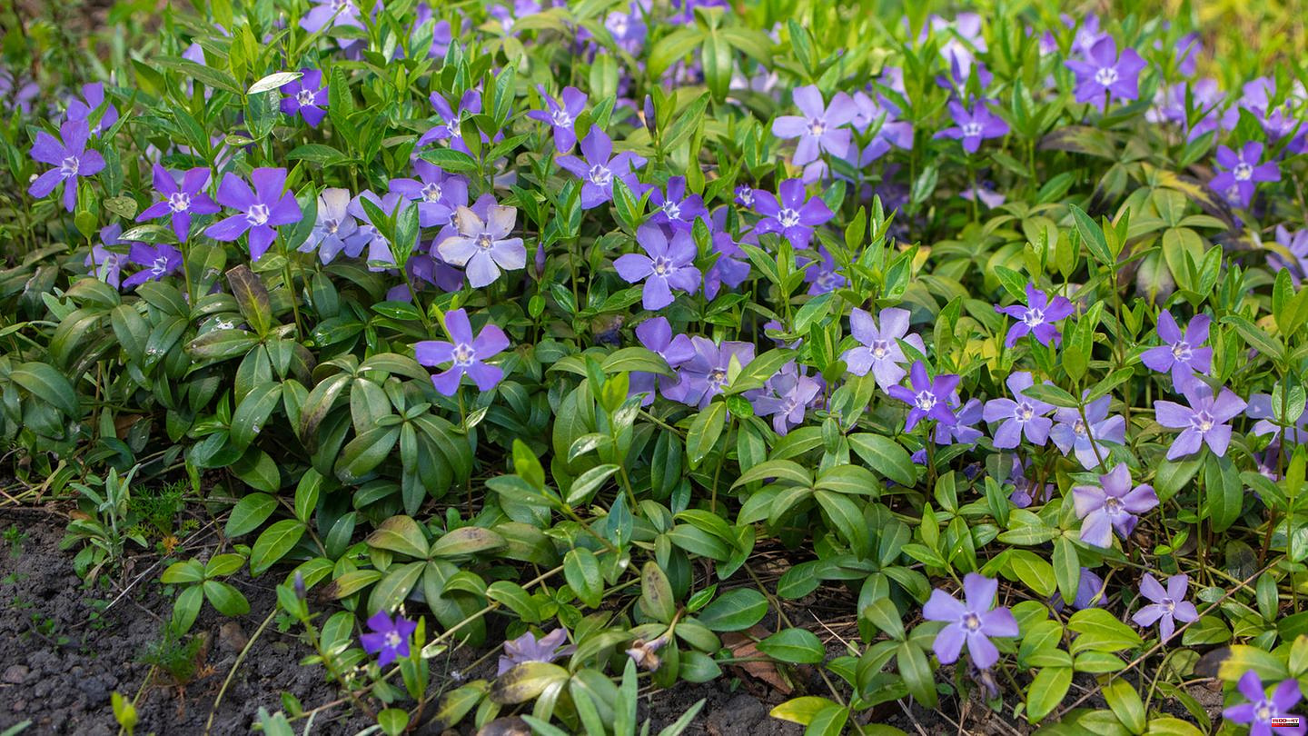 Carpet of plants: Good against weeds: These ground covers also grow in the shade