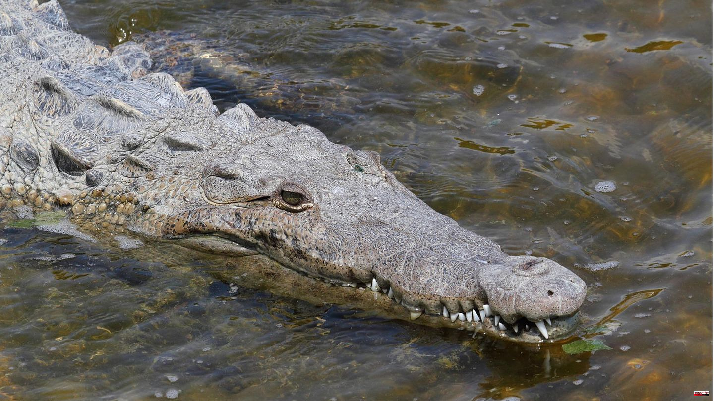 Parthenogenesis: "virgin generation": crocodile reproduces despite living alone for 16 years