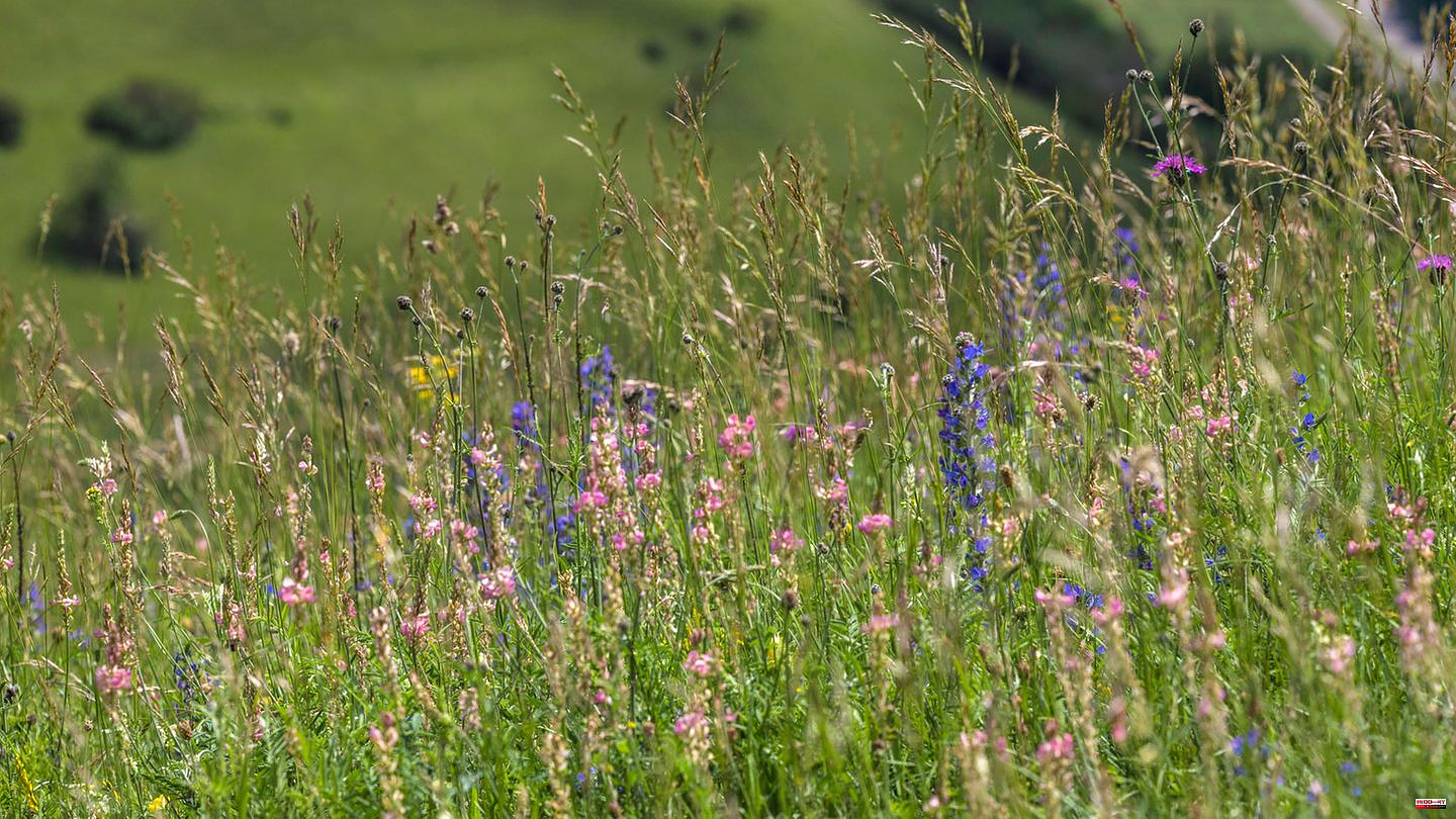 Climate protection: Meadows instead of forests - why this is not just a good idea for the climate