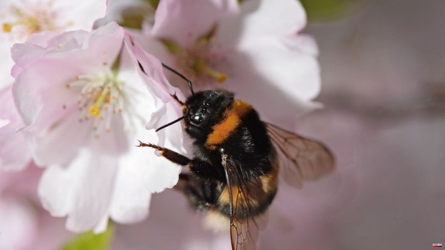 Nature conservation: Garden bumblebee voted Garden Animal of the Year