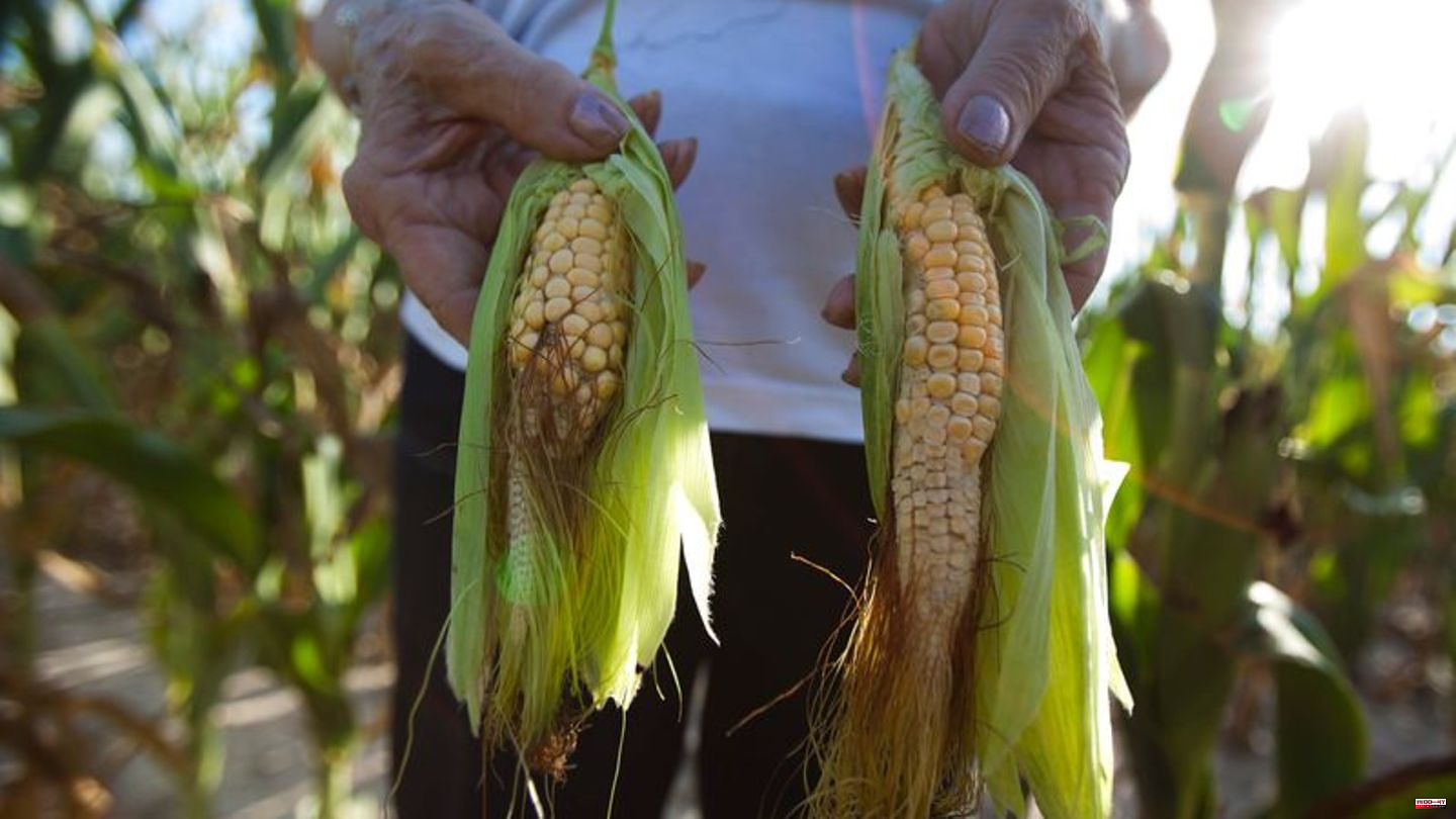 Study: Climate change increases the risk of simultaneous crop failures