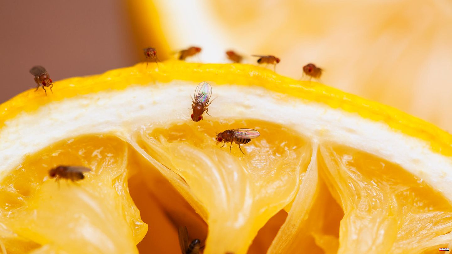 Bugs in summer: get rid of fruit flies: effective tips