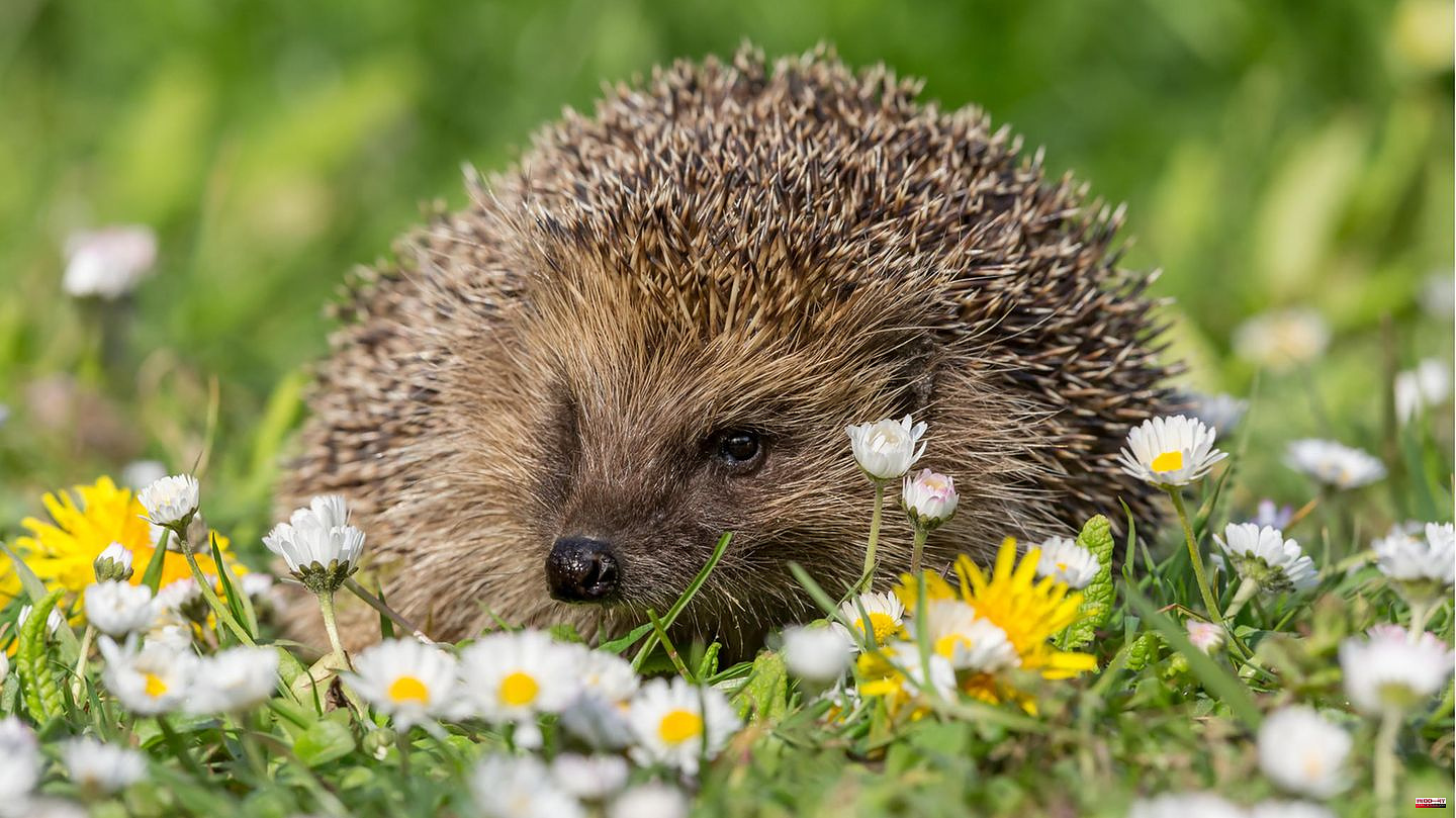 Visit to a hedgehog sanctuary: cut noses and wounds to the bone: what makes gardens so dangerous for hedgehogs