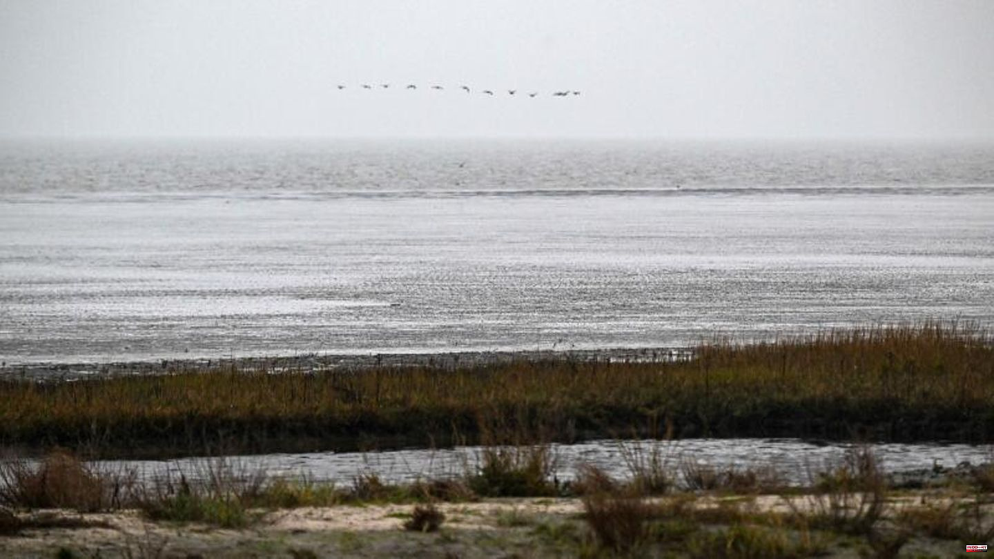 Cuxhaven: Missing woman found dead on sandbank six weeks after mudflat hike