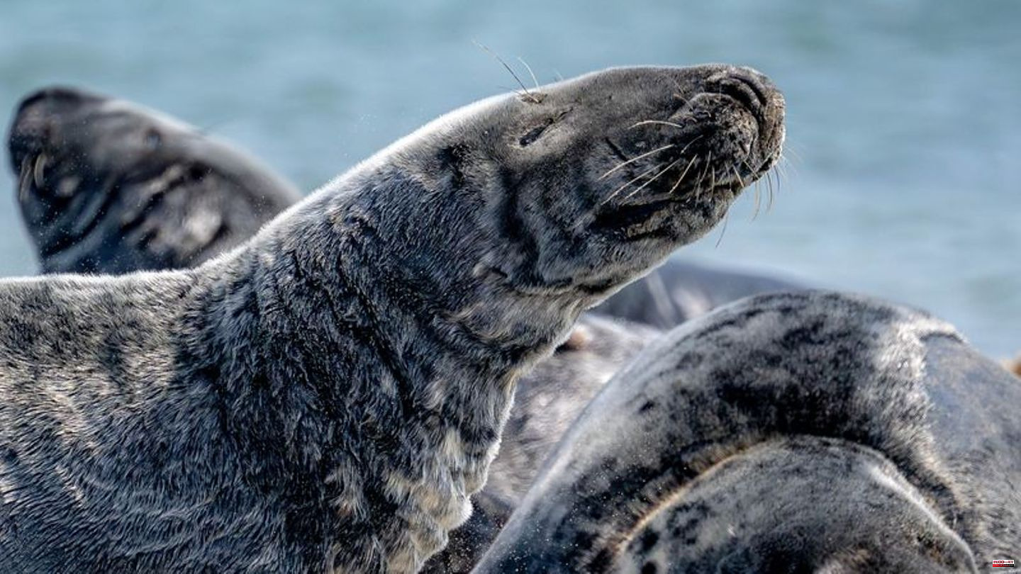 North Sea: Gray seal: Germany's largest predator is multiplying splendidly