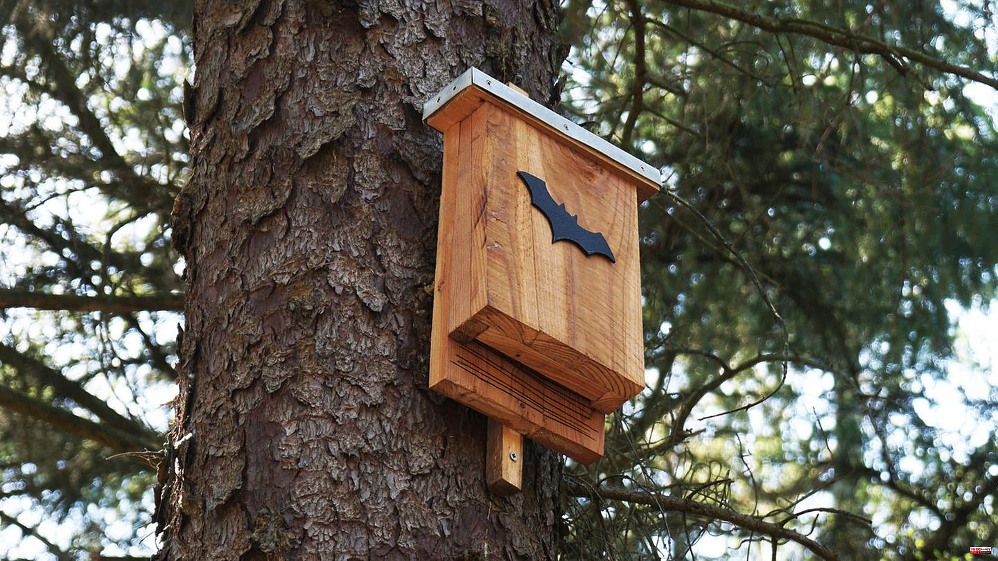 Endangered animals: How you can contribute to species protection with a bat box