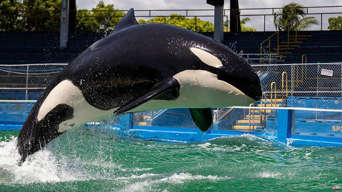 Famous killer whale: Orca female Toki was supposed to be free after 50 years – now she has died