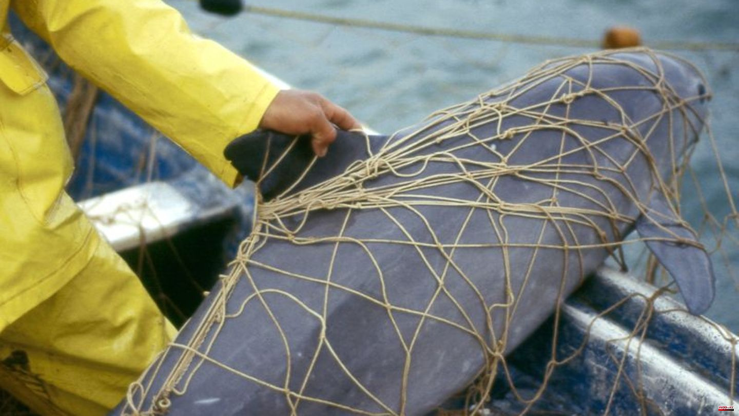 Species protection: whaling commission warns of extinction of the vaquitas