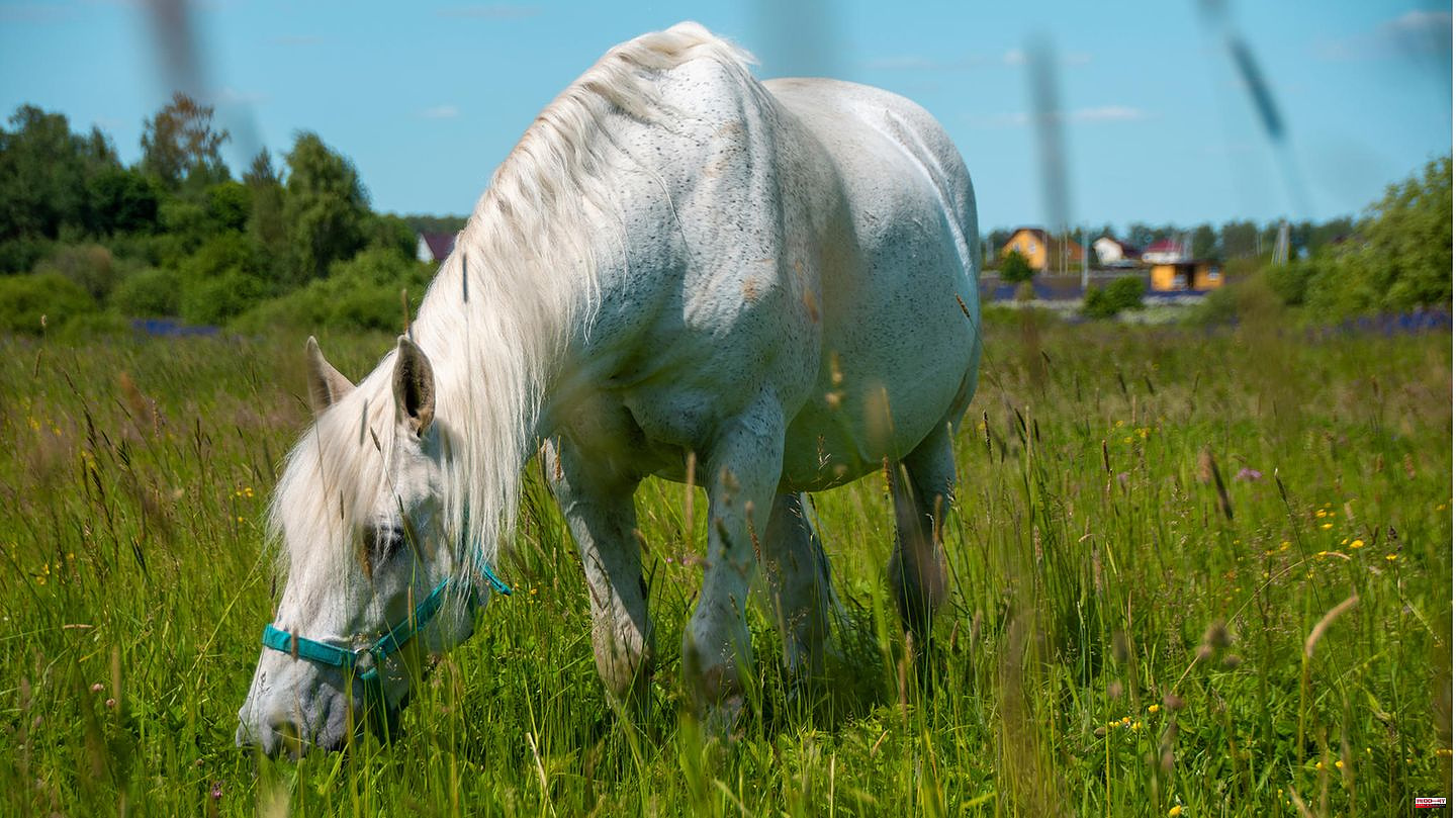 Lower Saxony: Man abuses pony on horse pasture - police are looking for witnesses