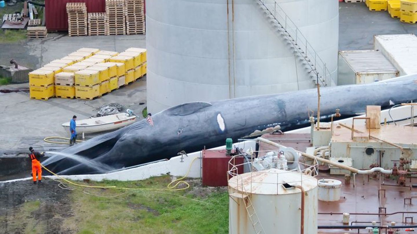 Animal protection: Iceland is allowing whaling again under strict conditions