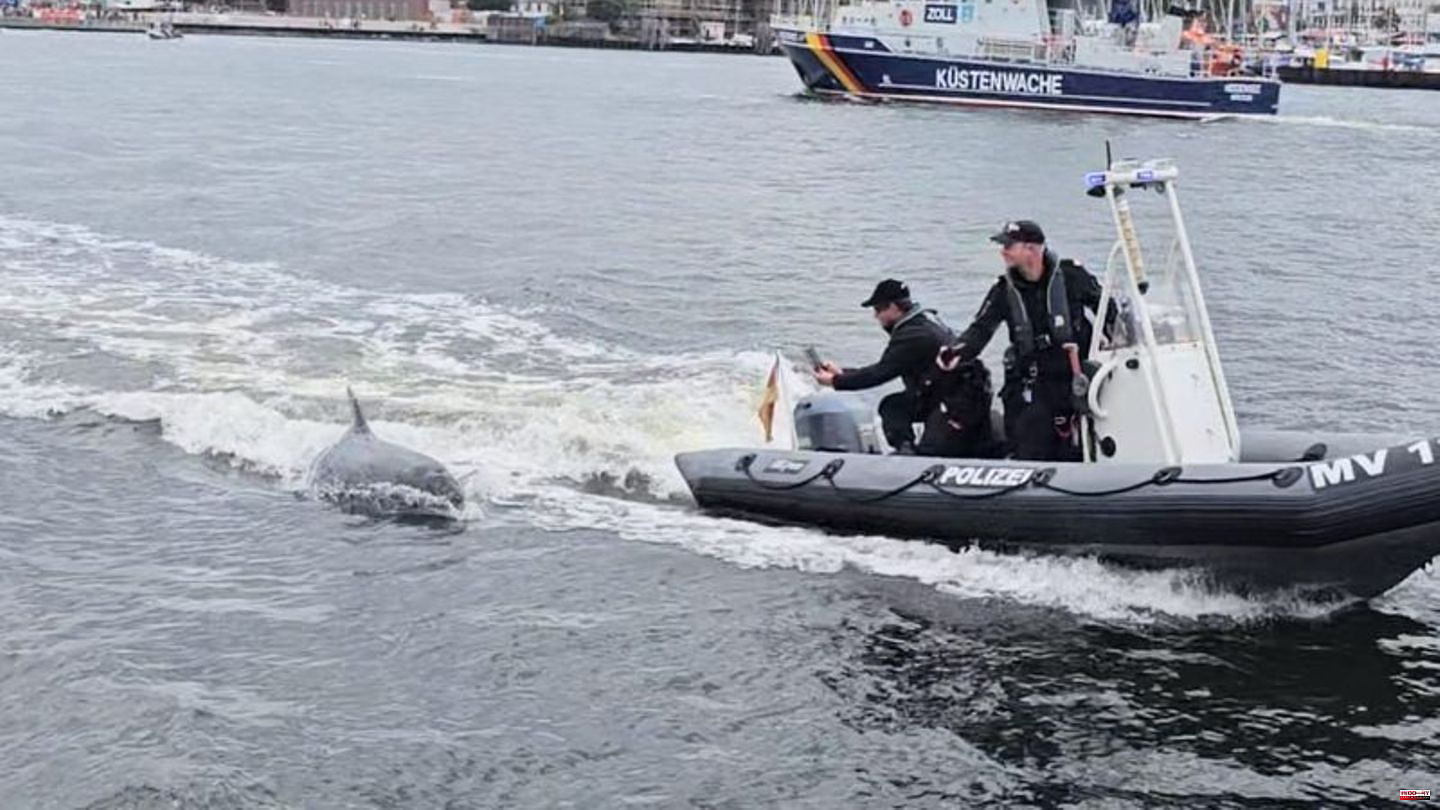 Animals: Dolphin in front of Rostock has fun with the police boat