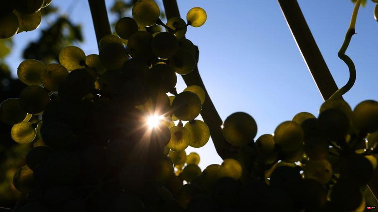 Trade: Hours without power: blow to South Africa's wine industry