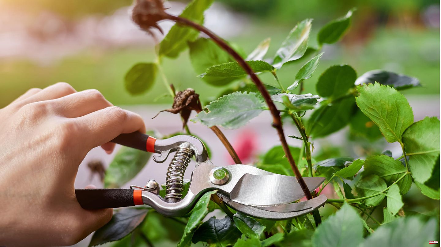 Green care: cutting, fertilizing, planting: the most important gardening work in August