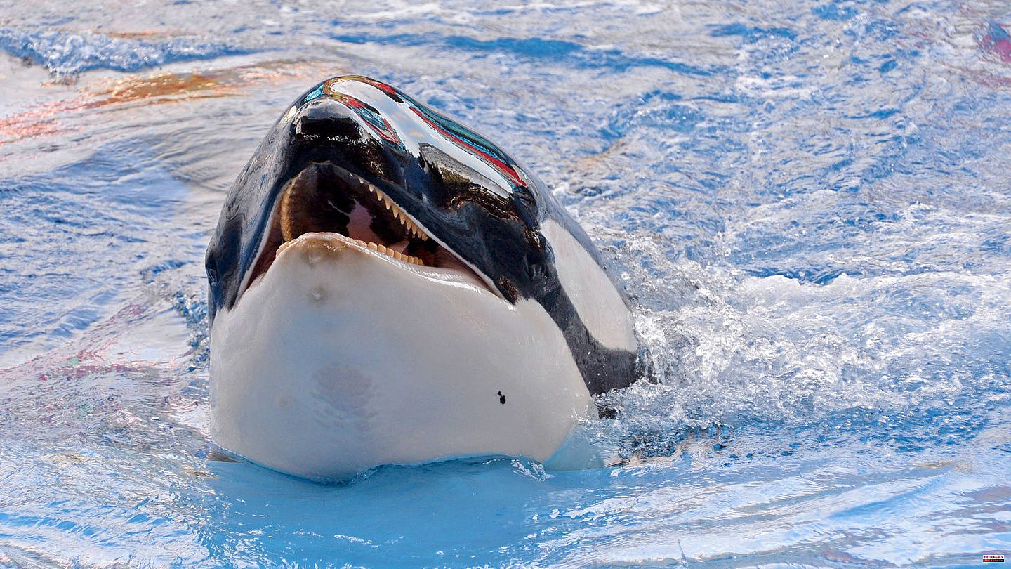 "Lolita": Orca is to return to freedom after 50 years - this is how the logistical challenge should succeed
