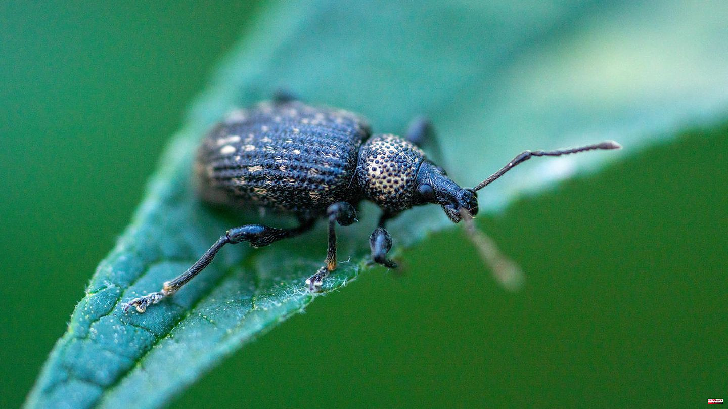 Bay feeding: Fighting black weevils: This is how you protect your plants from the beetle