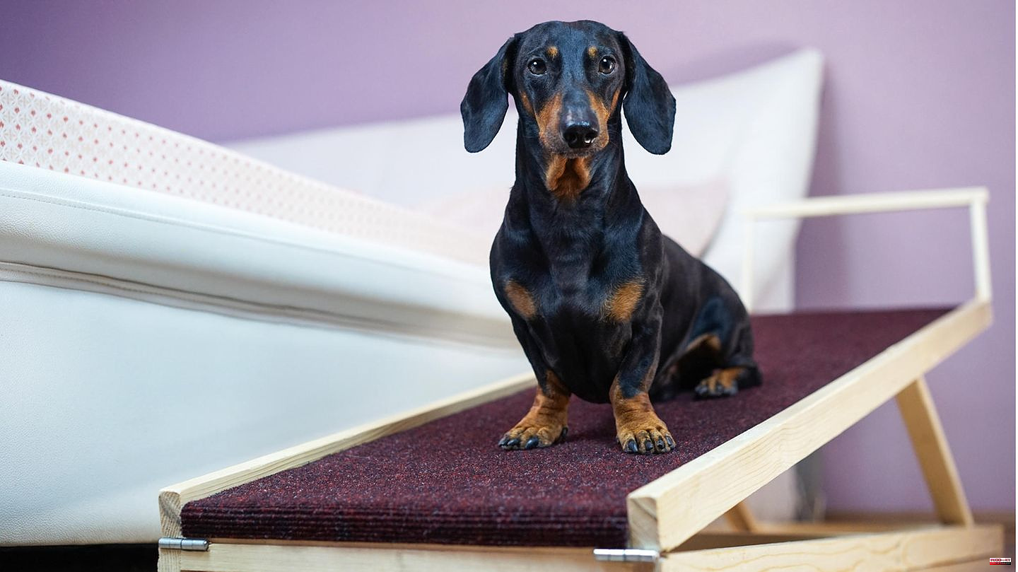 Protect joints: Practical help in everyday life: A mobile dog ramp offers these advantages