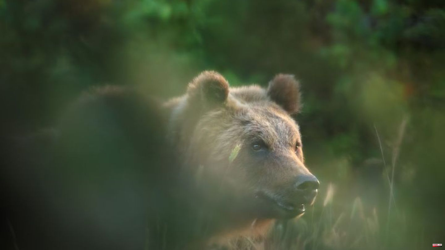 Animals: Brown bear shot dead in Italian national park