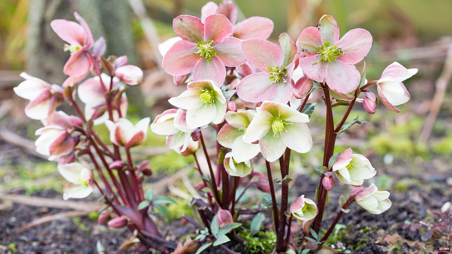 Cold season: How to conjure up a sea of ​​flowers in your garden with hardy perennials