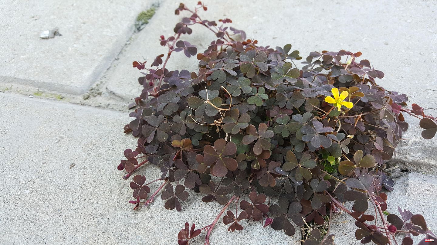 Stubborn weeds: Between paving stones, in flower pots or on the lawn: What helps against sorrel?