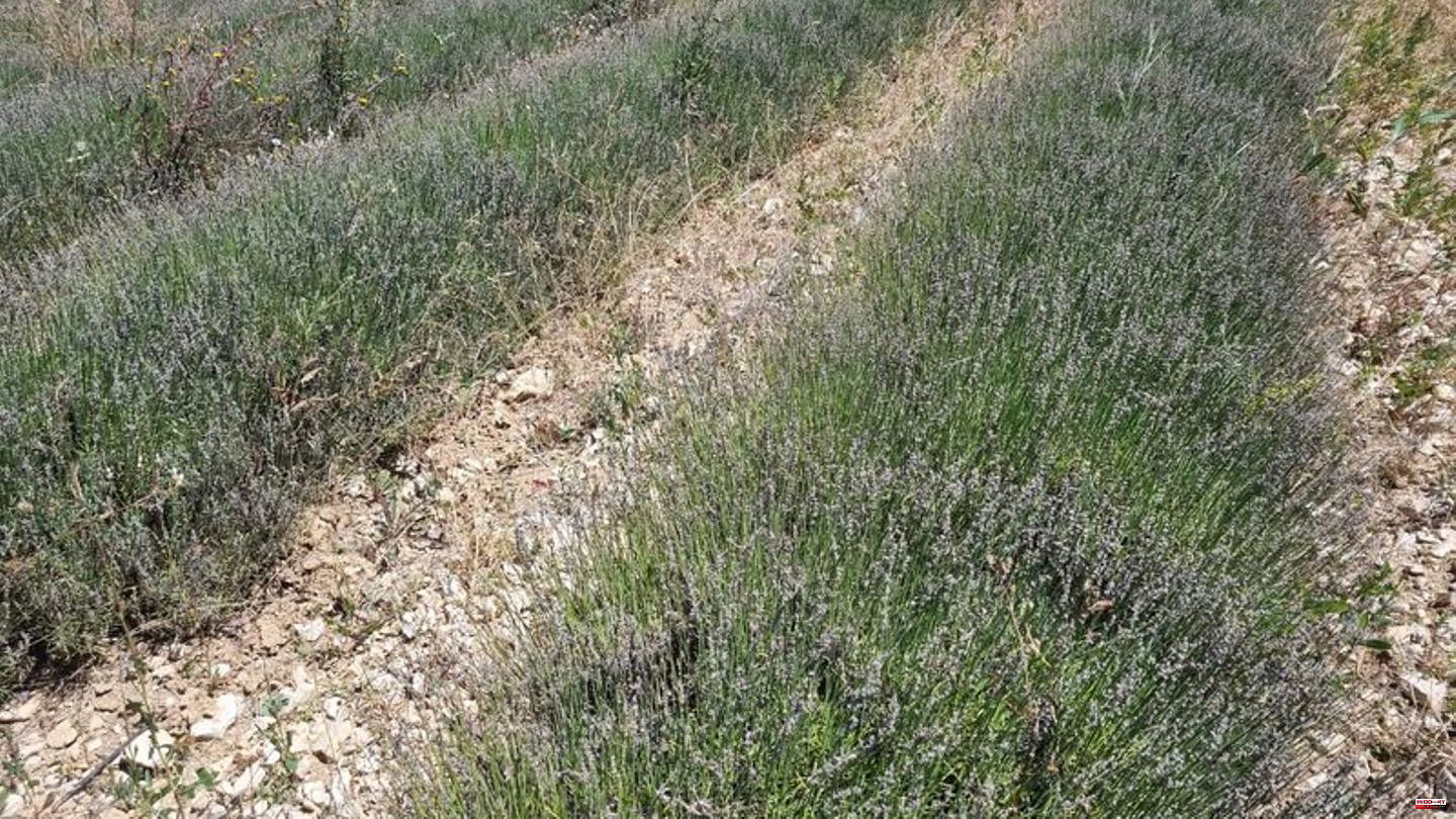 Environment: Caterpillar eats lavender: association sees enormous losses
