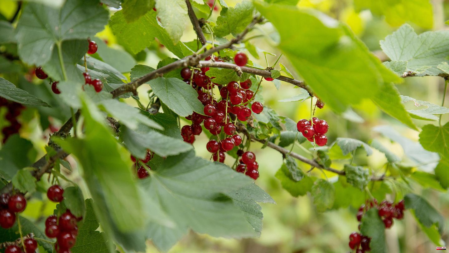 Garden tips: Cut currants: So that you can snack diligently again next summer
