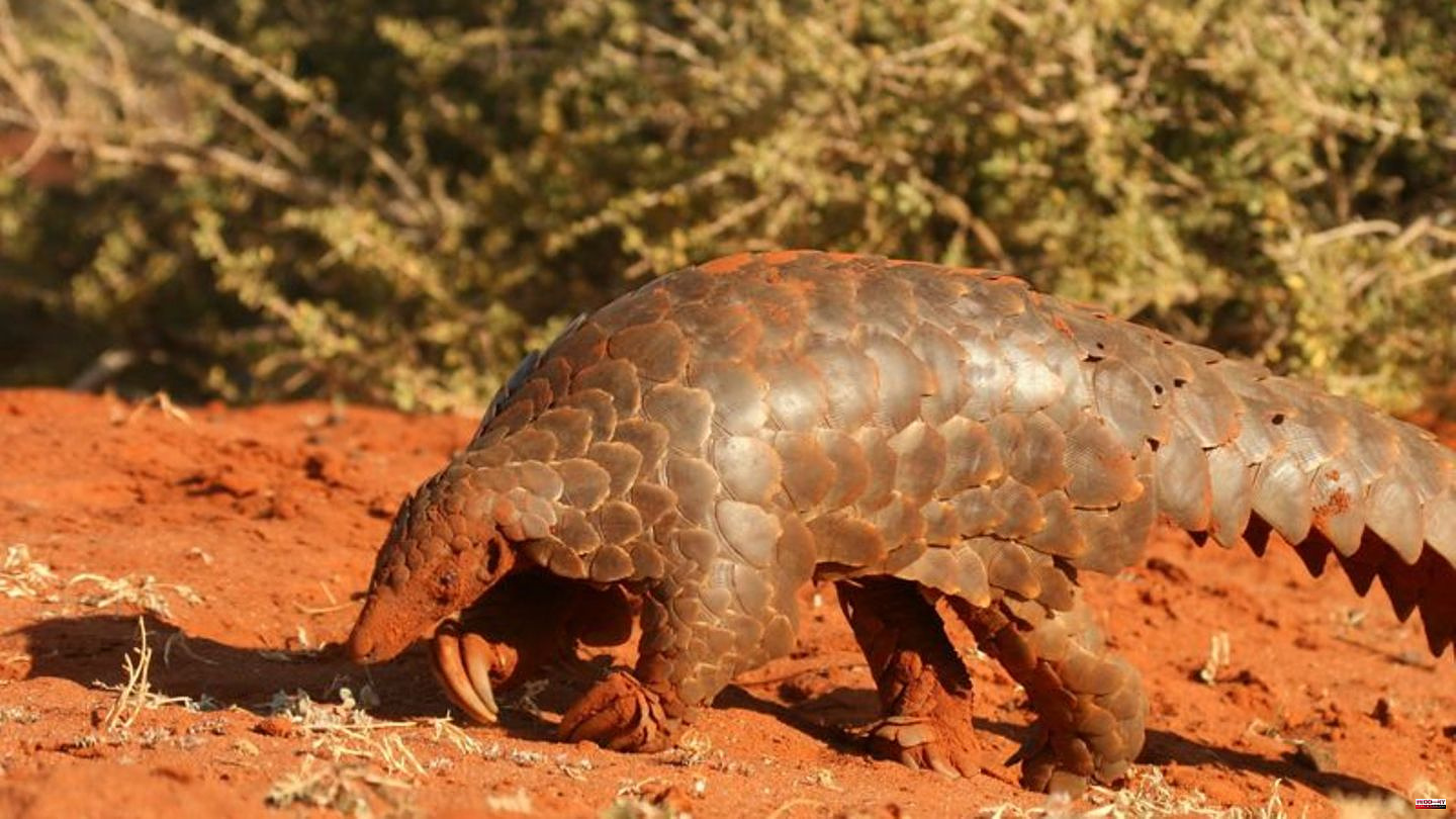 Pangolins: On the trail of Africa's pangolins