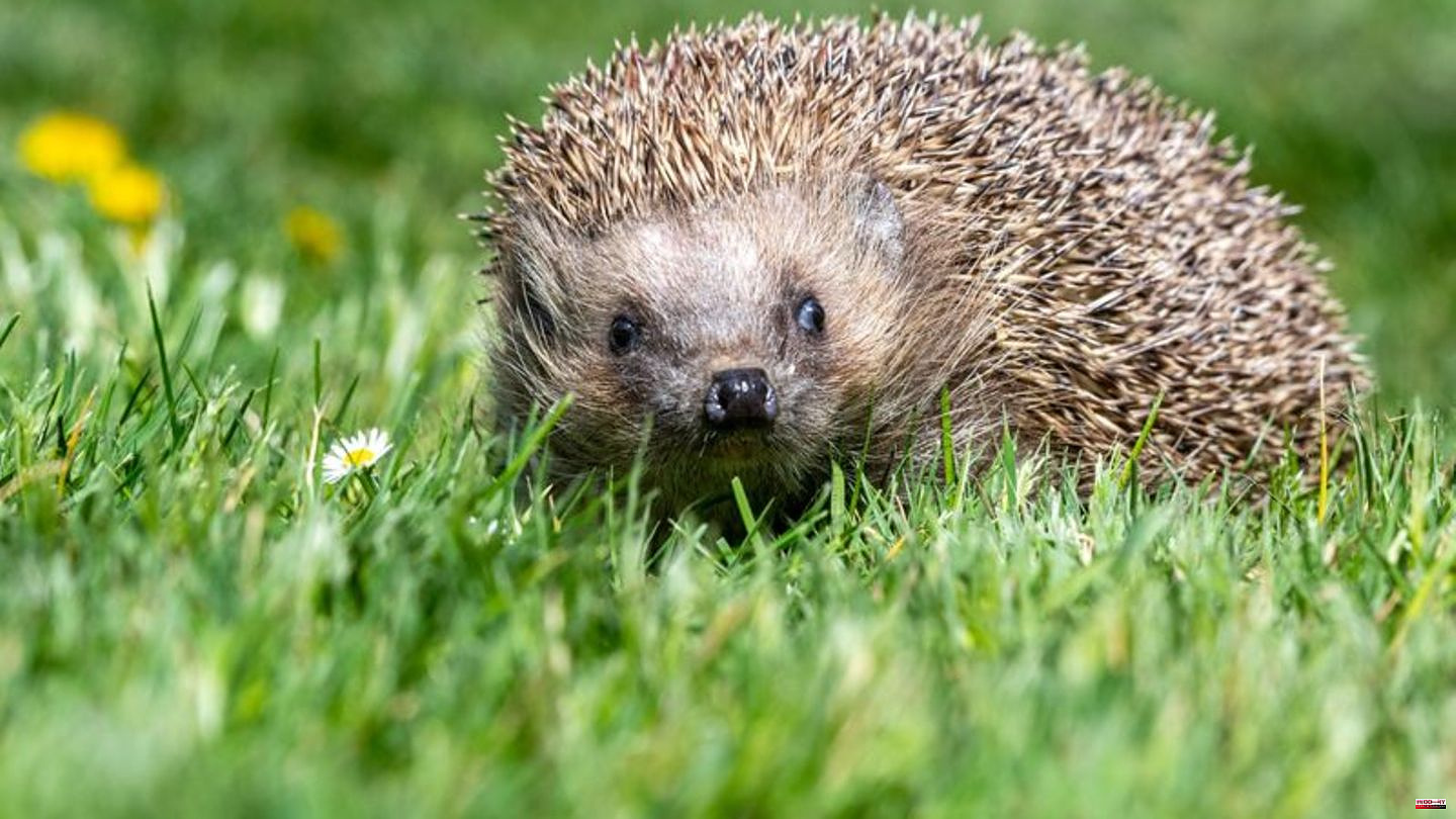 Animals: Where are hedgehogs and moles? Citizens should help researchers