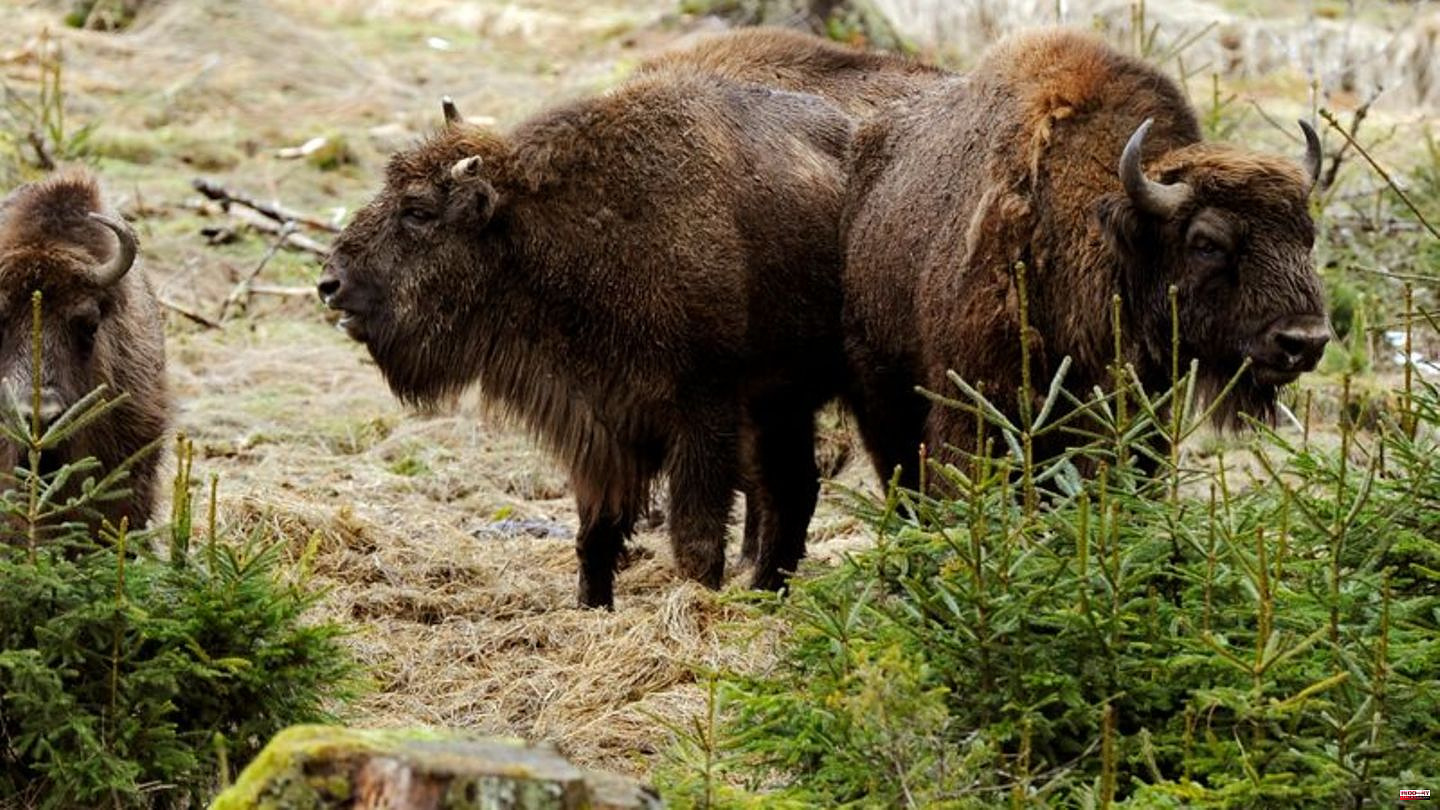 Nature conservation: Dispute over bison: Round table wants herd management