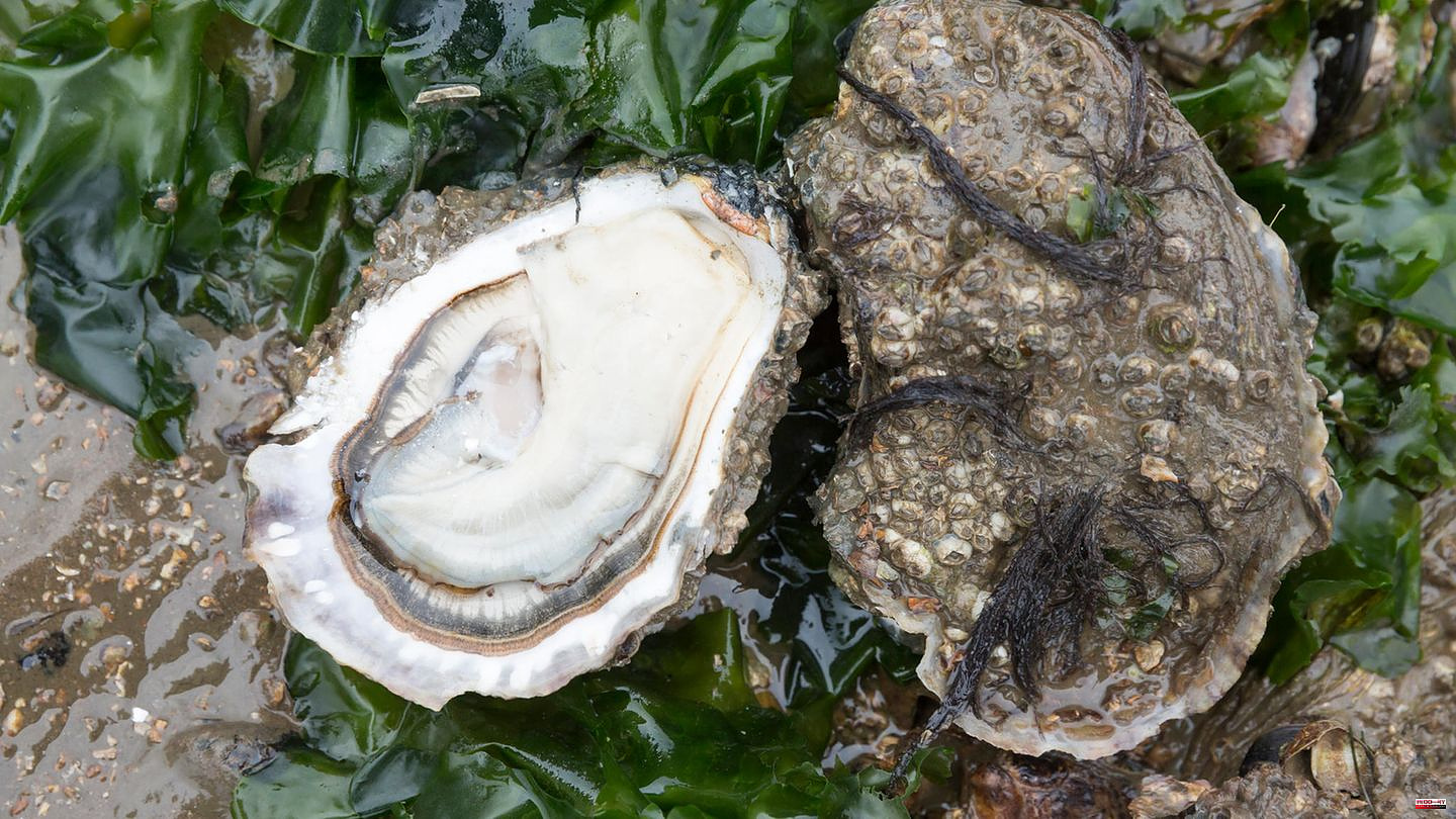 Invasive species: slurping oysters for the environment