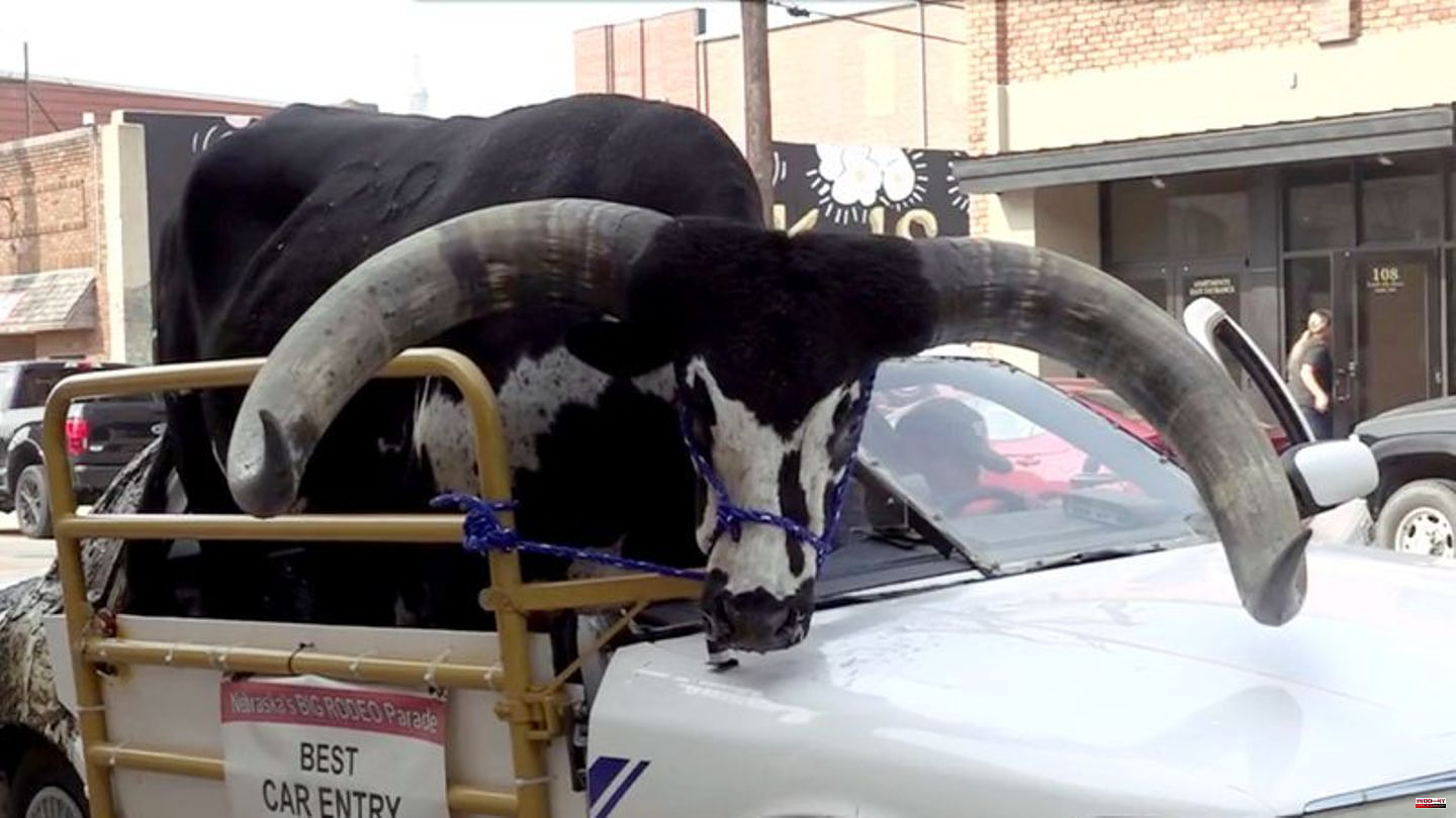 Nebraska: Cop as a passenger: US police stop car with powerful Watussi beef on board