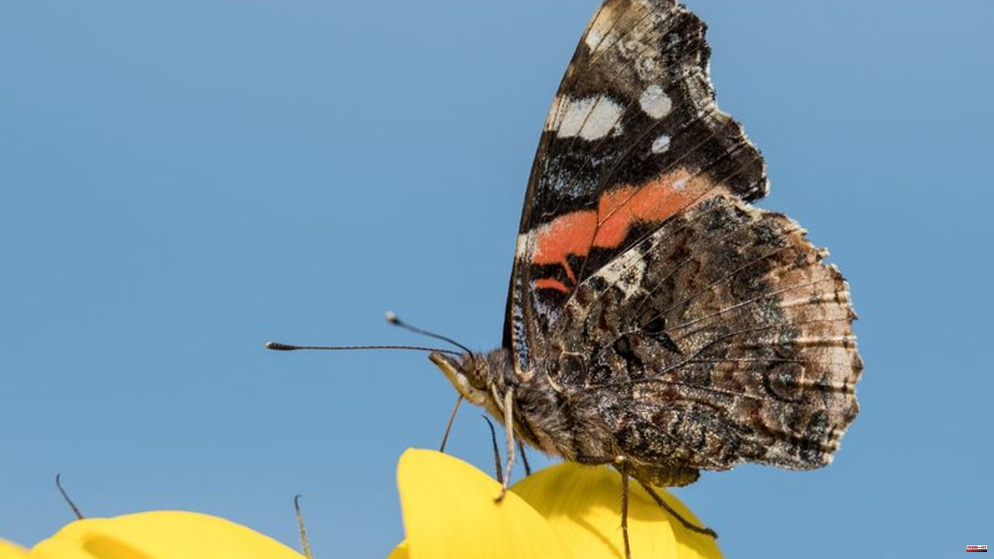 Animals: British butterfly numbers at four-year high