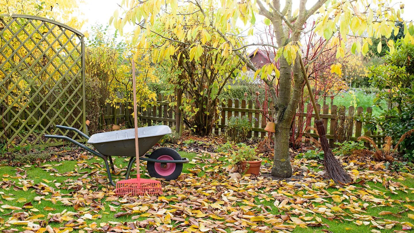 Fertilizing and mowing: Lawn care in autumn: How to prepare your green areas for winter