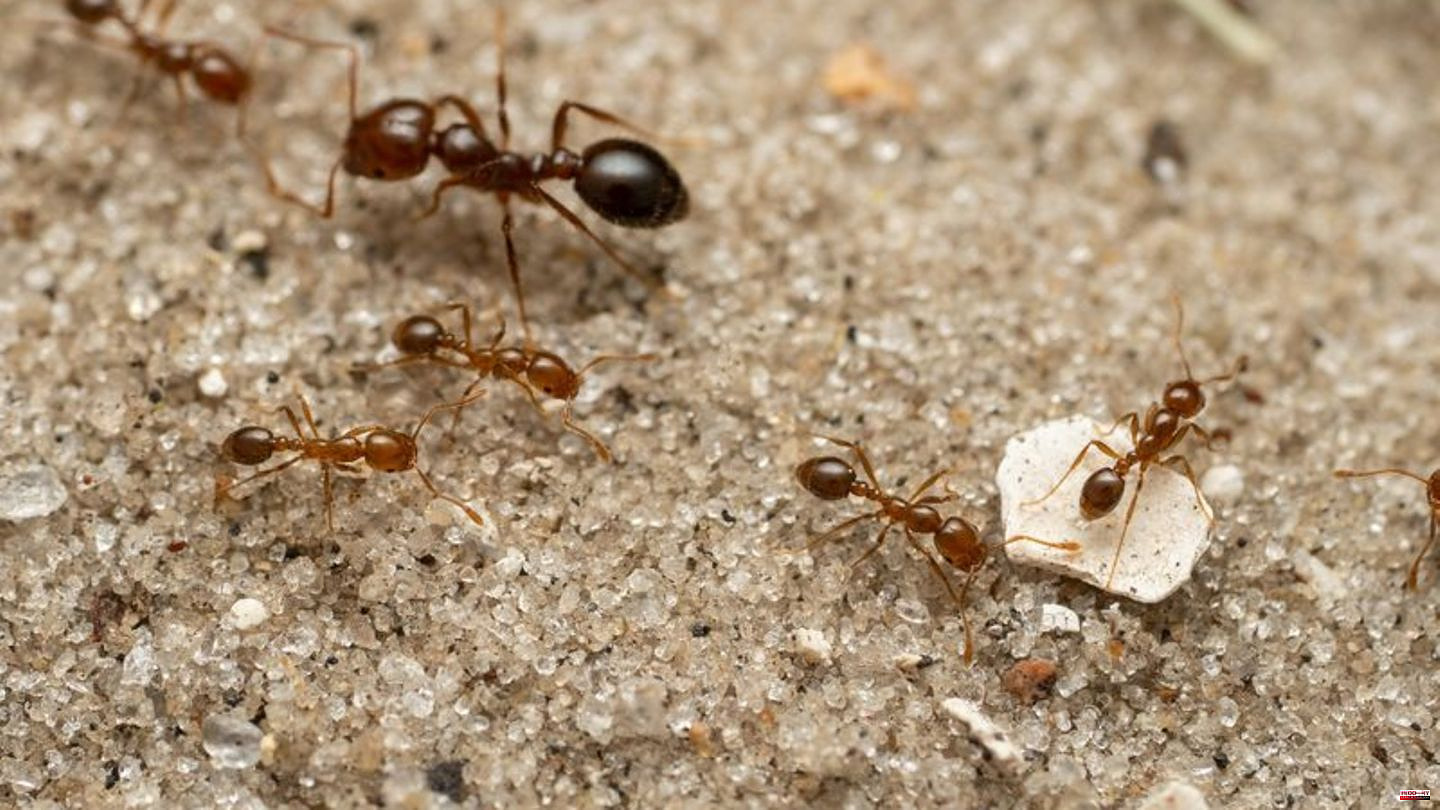 Animals: Invasive red fire ant detected for the first time in Europe
