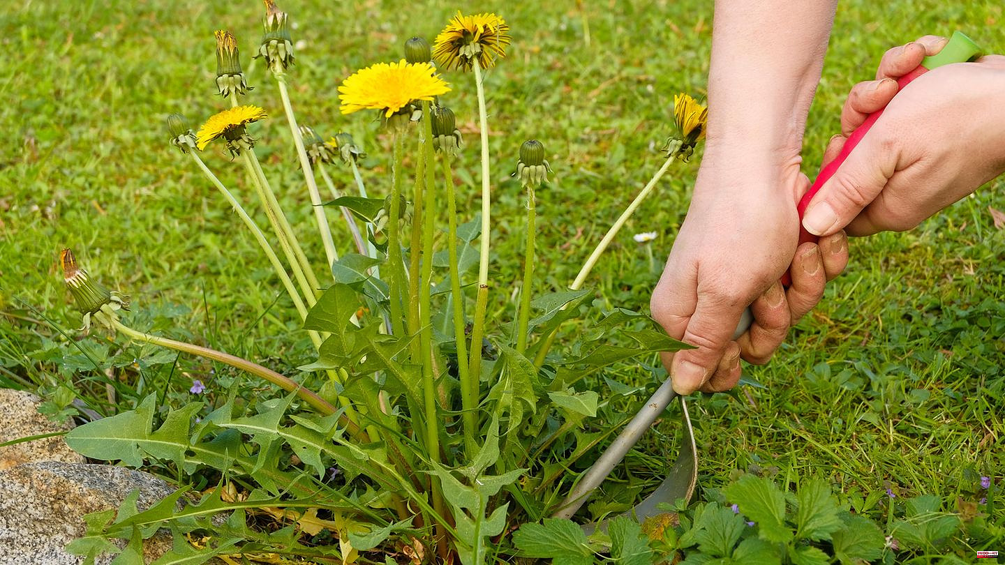 Medicinal plants and weeds: (garden) friend or enemy? Here's what you should know before removing dandelions