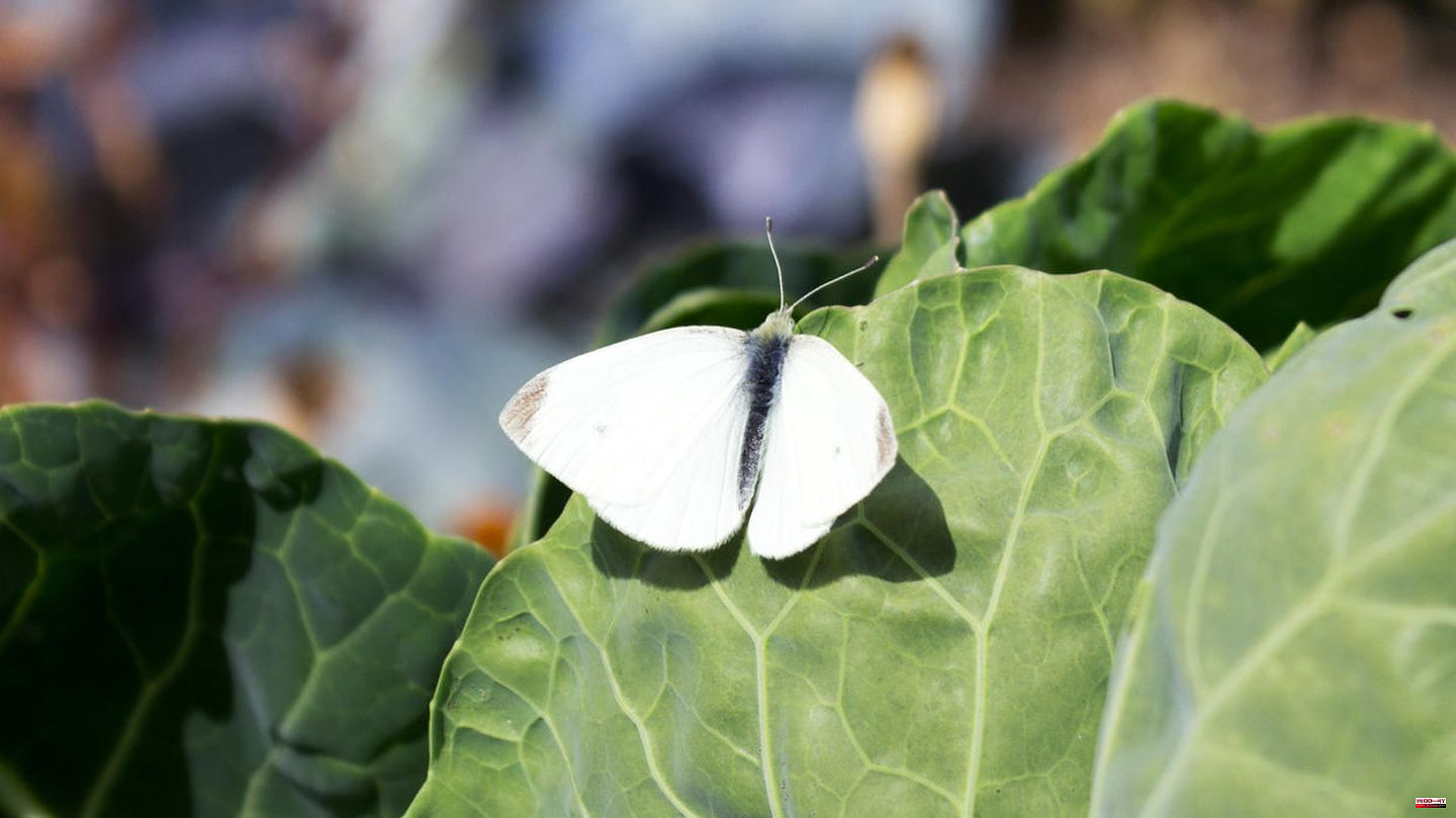 Cabbage white butterfly: butterfly caterpillars in the vegetable patch? How to protect your cabbage varieties