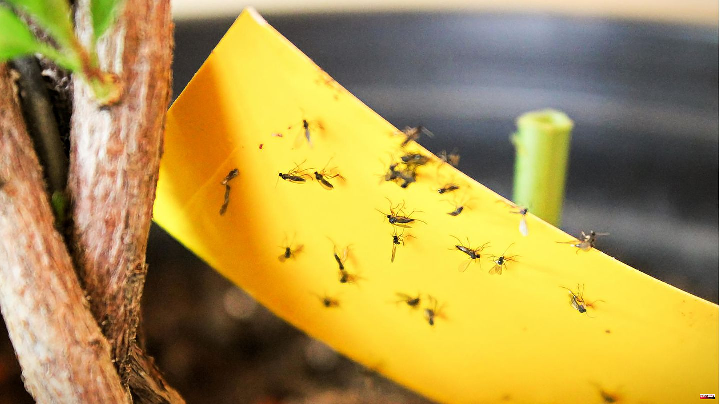 Pests: Fighting fungus gnats: This is how you get rid of the flying pests