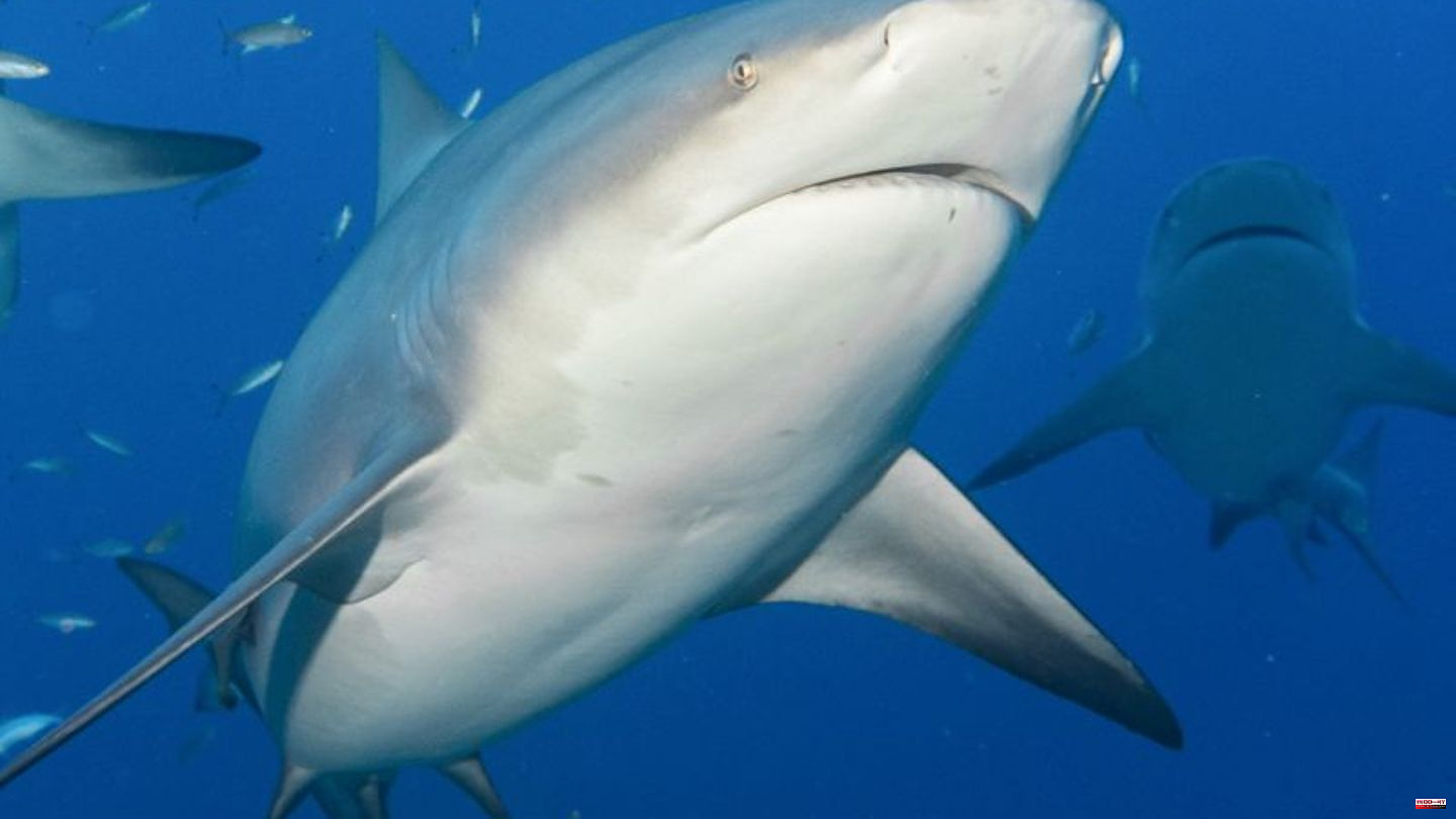 Nature conservation: Victory for animal rights activists: Court stops shark killings