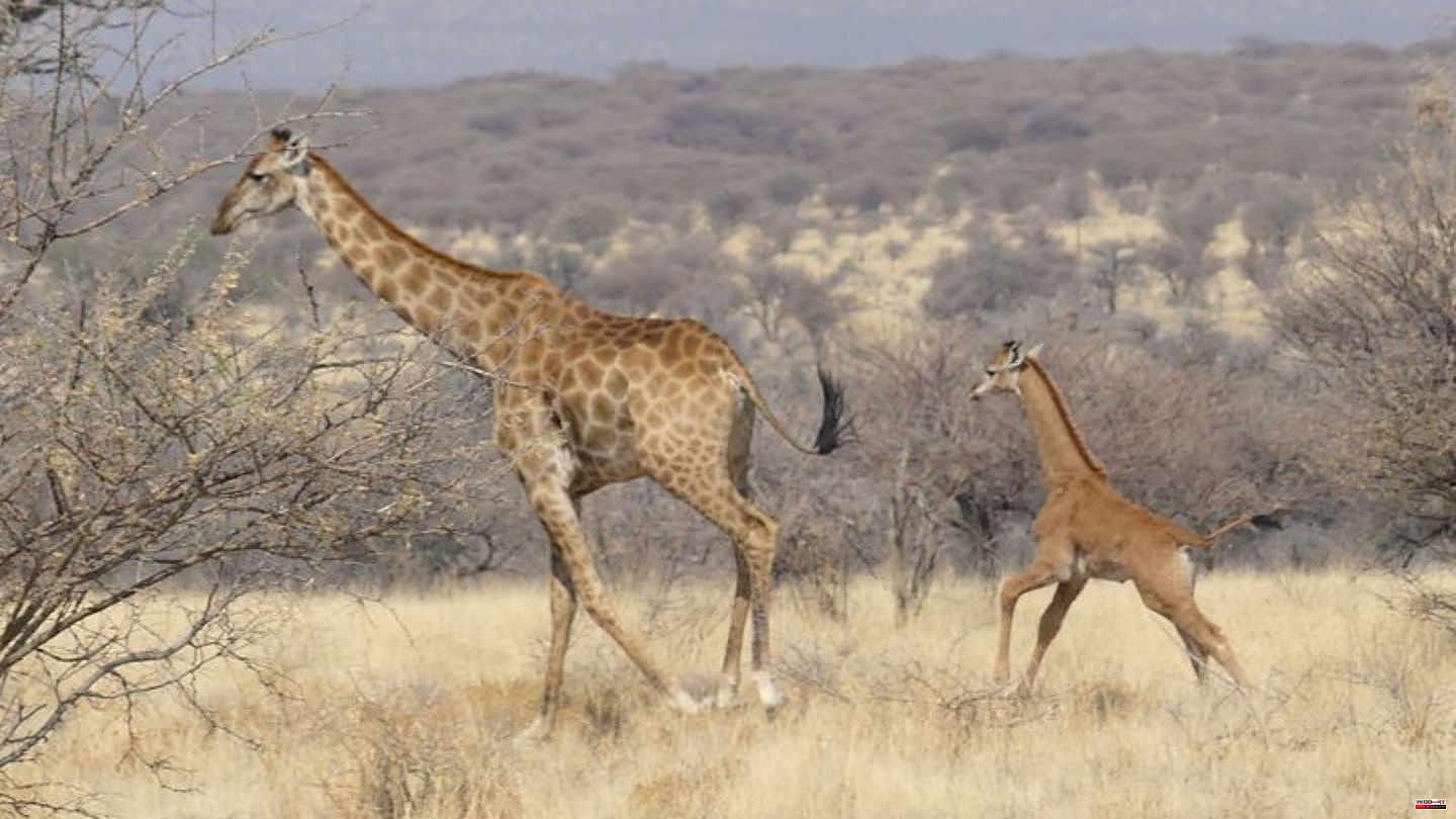 Animals: Rare baby giraffe without spots spotted in Namibia