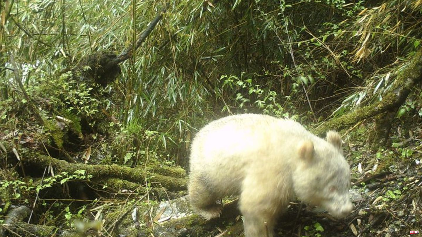 Animals: Researchers gather new insights into albino pandas in China