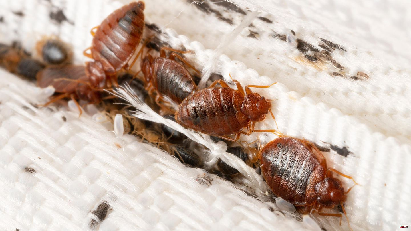 Bugs: Plague in Paris: How Bed Bugs Spread and How to Get Rid of Them