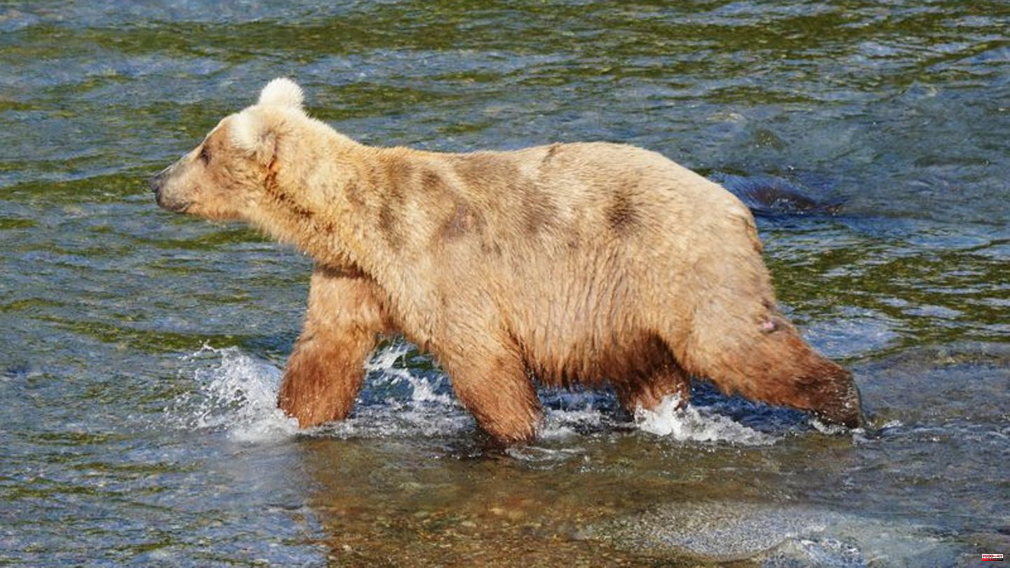 Alaska: Female brown bear Grazer wins “Fat Bear” election