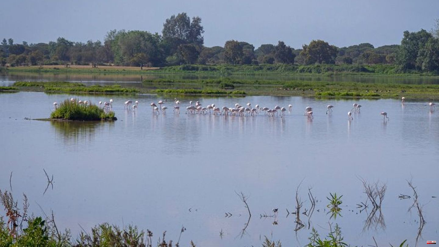 Spain: 1.4 billion euros for Europe's largest wetland