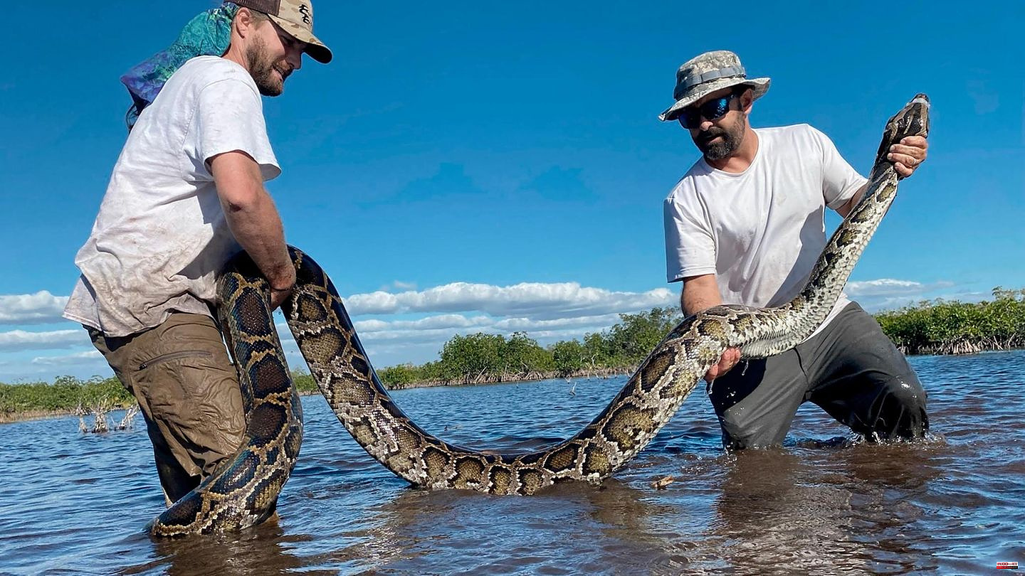 Everglades: The Curse of the Snake: How Florida Is Trying to Solve Its Python Problem