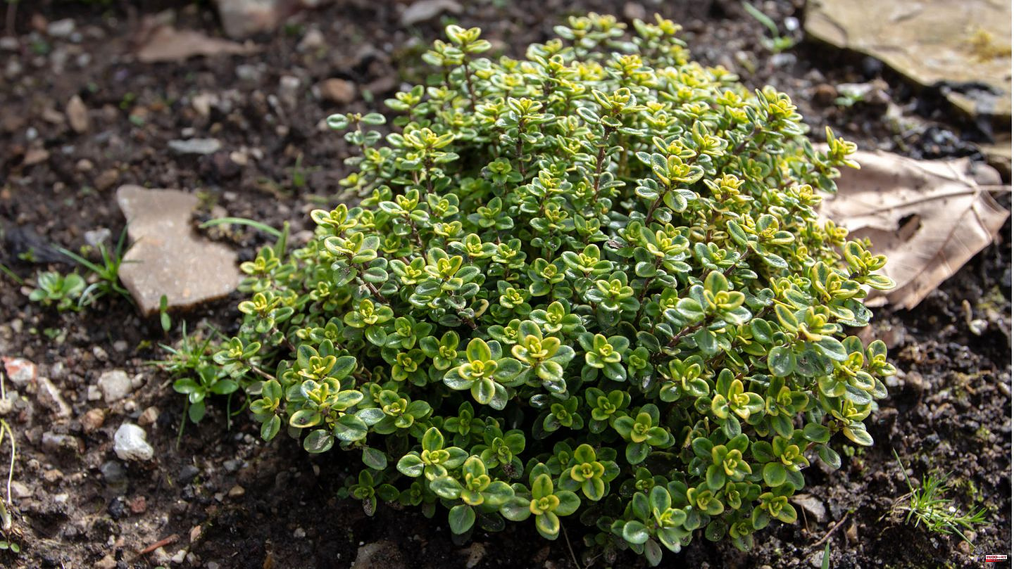Hardy plants: Evergreen ground cover: These plants add small color accents in winter
