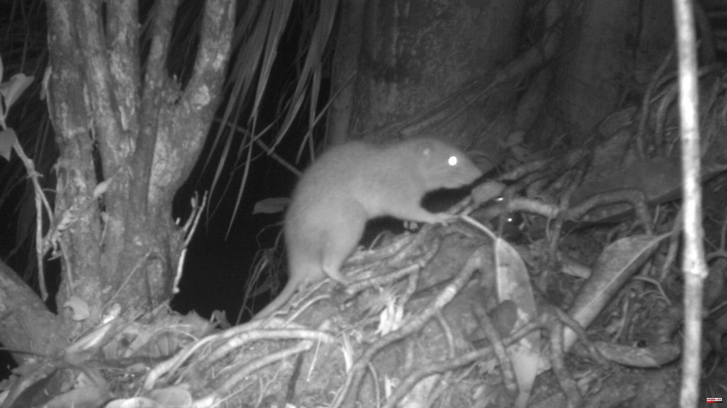 Rare rodents: South Sea giant rats fall into a camera trap - but the first photos could be the last