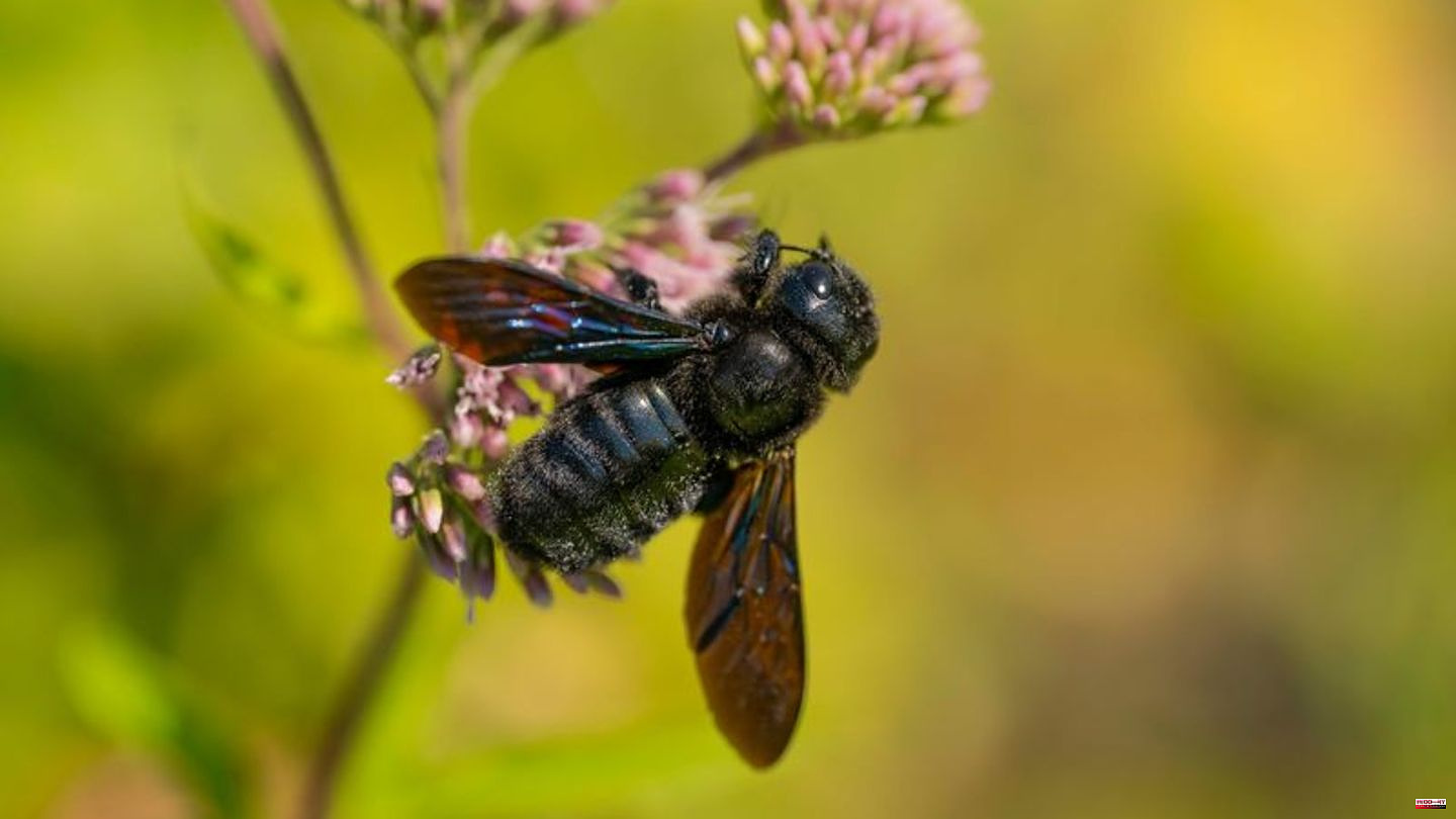 Animals: Blue-black carpenter bee is “wild bee of the year”